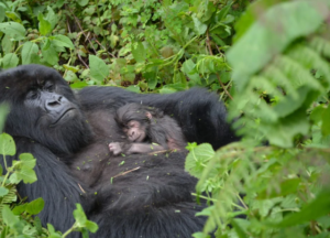 Gorilla encounters in Uganda