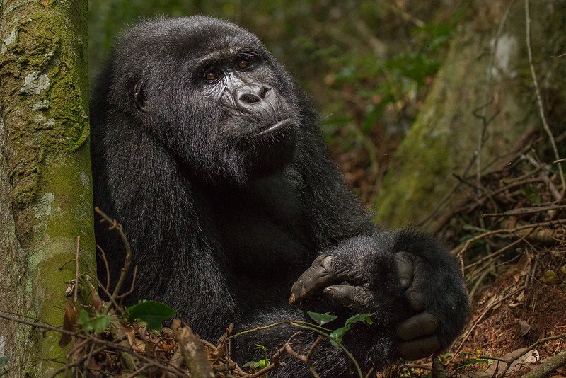 6 Days Wildlife & Gorillas Rwanda 