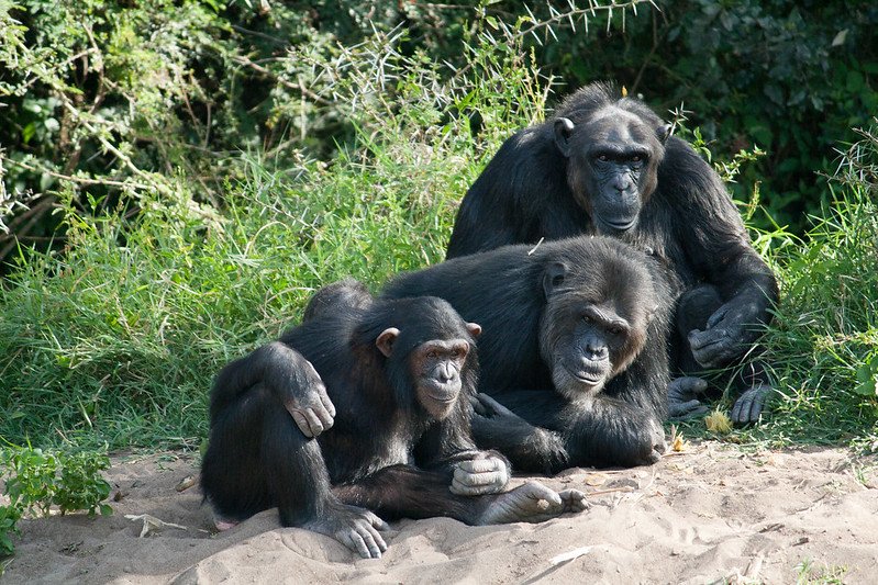 8 Days Kenya Wildlife Chimpanzee
