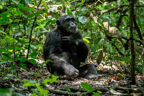 5 Days Gorilla and Chimp Trekking