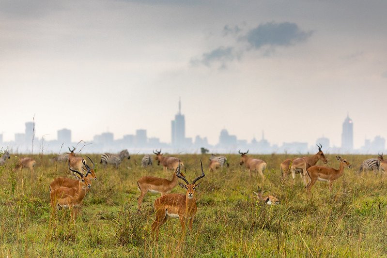 6 Days Best Of Kenya Safari