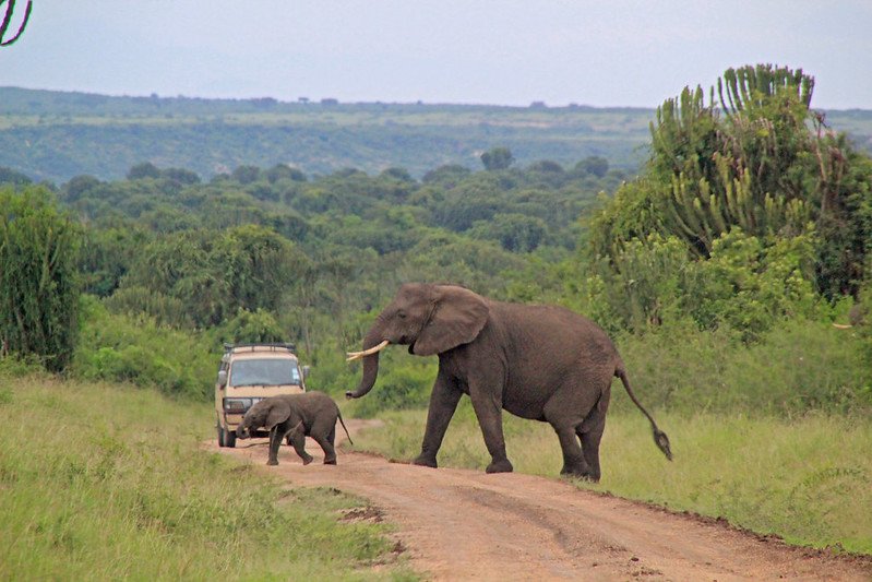 12 Days Uganda Wildlife Adventure