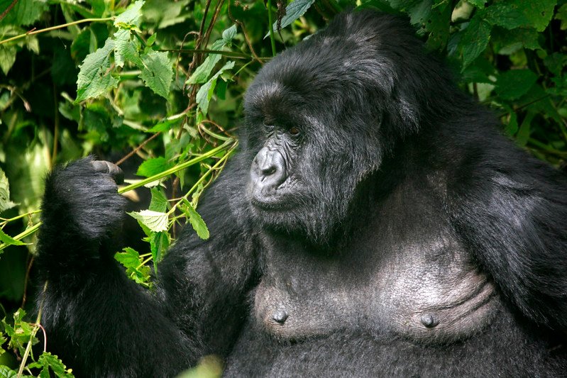 6 Days Rwanda Primate Safari