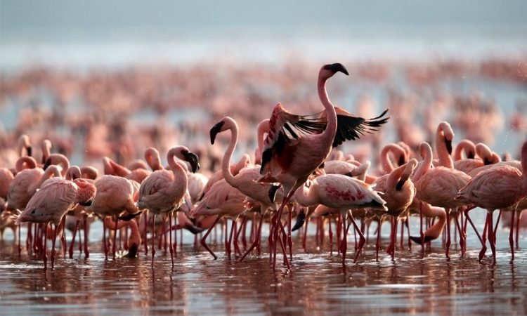 Bird Watching At Lake Nakuru