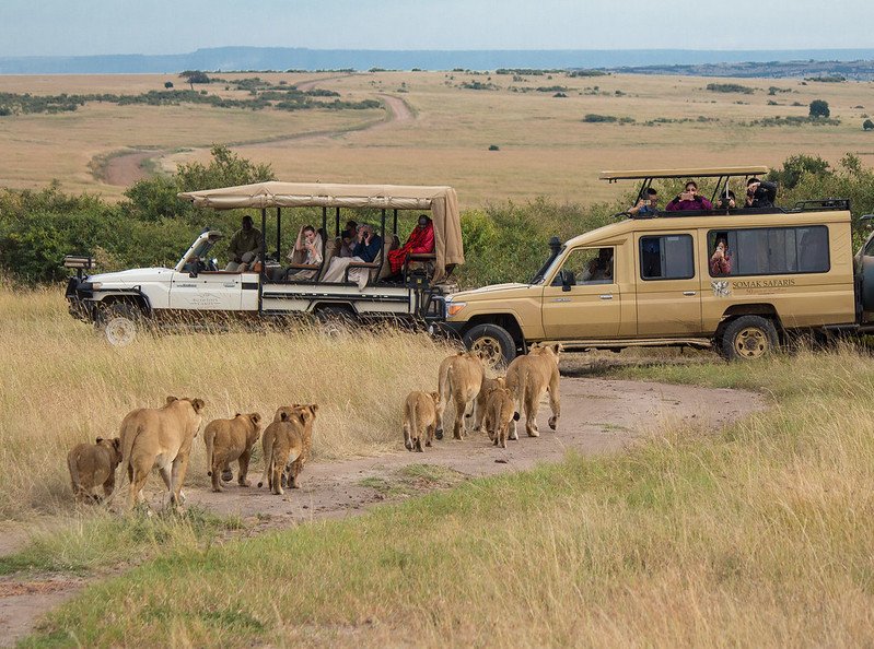 Budget wildlife safari in Tanzania