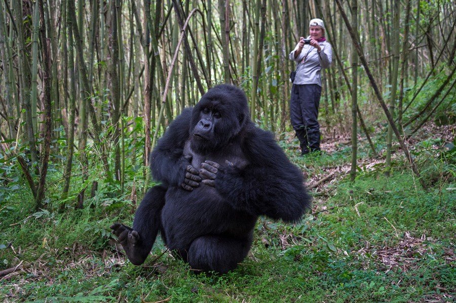 All You Need to Know About Gorilla Trekking