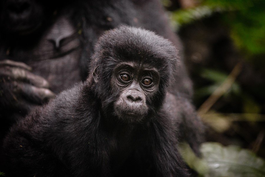 Know About Gorilla Trekking