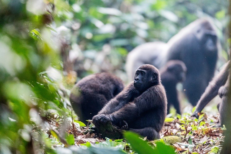 All You Need to Know About Gorilla Trekking